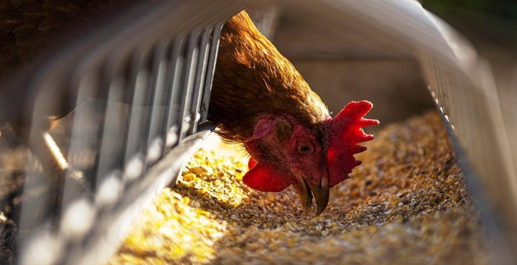 Primeiro foco de gripe aviária em granja comercial do Brasil é registrado no RS