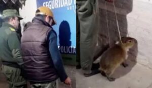 HOMEM É PRESO AO TENTAR VENDER FILHOTE DE CAPIVARA NO FACEBOOK