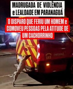 Madrugada de violência e lealdade: O disparo que feriu  um homem e comoveu pessoas pela  atitude de um cachorrinho